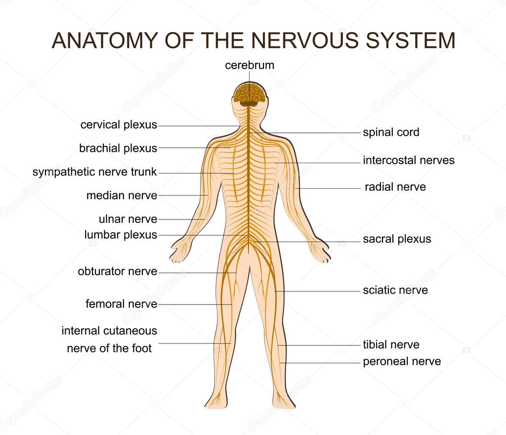 ANATOMY OF THE NERVOUS SYSTEM