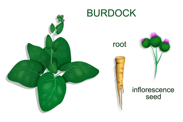 Lopucha — Stockový vektor