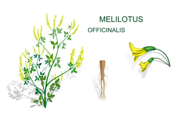 Melilotus officinalis — Stockový vektor