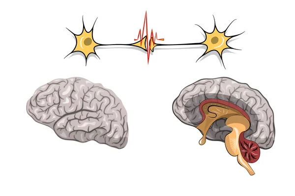 ANATOMÍA DEL CEREBRO — Vector de stock