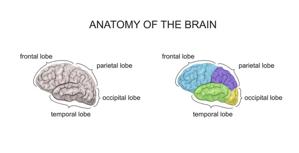 ANATOMIA DEL BRAIN — Vettoriale Stock