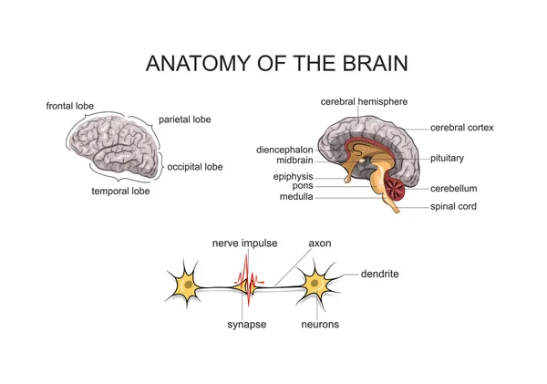 ANATOMÍA DEL CEREBRO — Archivo Imágenes Vectoriales