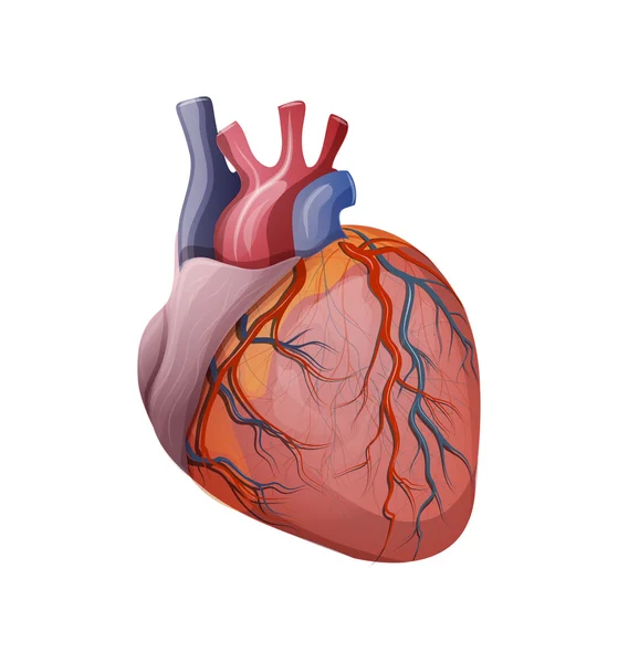 Anatomie des Herzens — Stockvektor