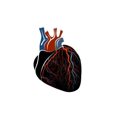 kalp anatomisi