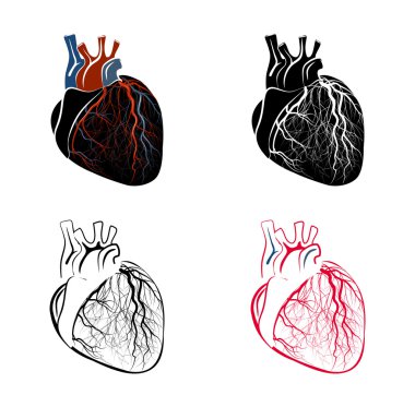 Download Right Coronary Artery Free Vector Eps Cdr Ai Svg Vector Illustration Graphic Art