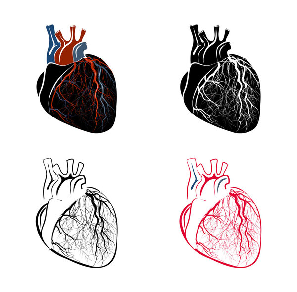 анатомия сердца
