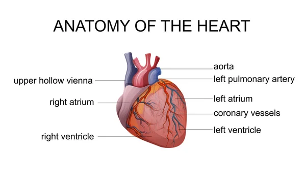 Anatomie des Herzens — Stockvektor