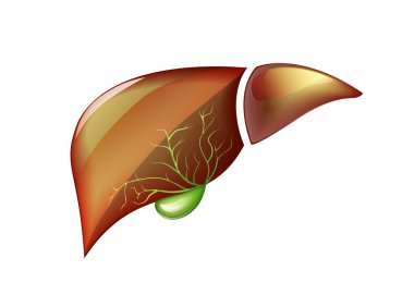 ILLUSTRATION OF THE HEALTHY LIVER clipart