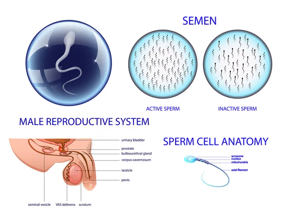 Mužský reprodukční systém — Stockový vektor