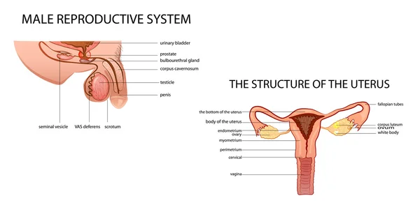 Système reproducteur masculin et féminin — Image vectorielle