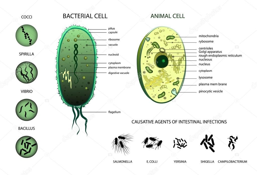 Microbiology. Animal cell, bacterium.