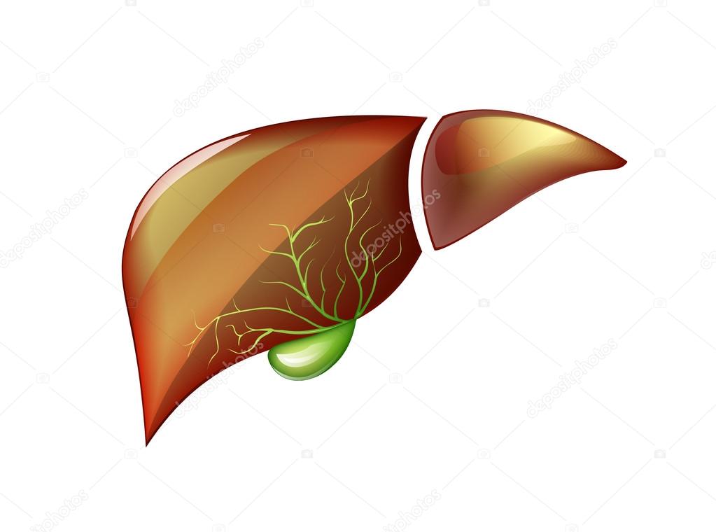 ILLUSTRATION OF THE HEALTHY LIVER