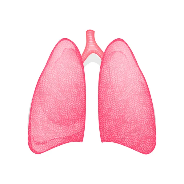 Pulmones humanos sanos — Vector de stock