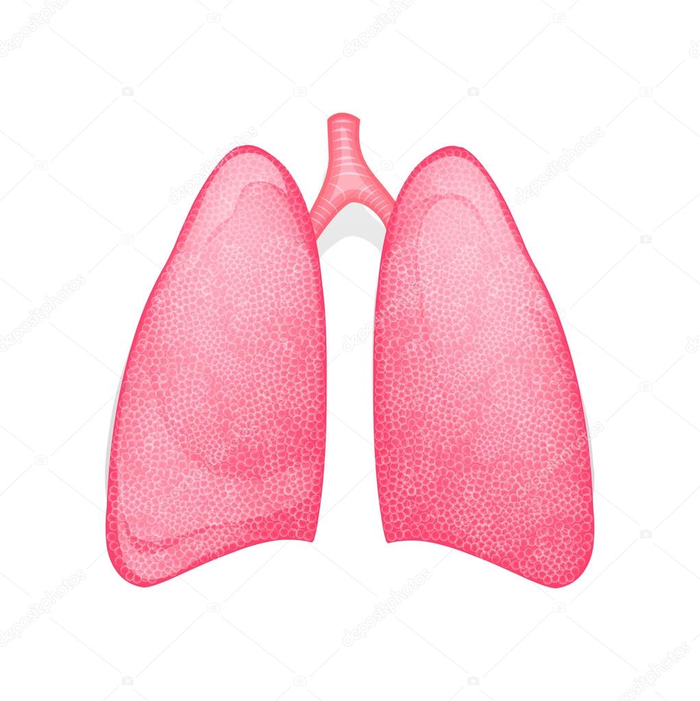 healthy human lungs
