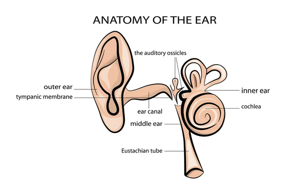 Anatomia da orelha —  Vetores de Stock
