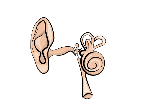 Anatomie van het oor — Stockvector