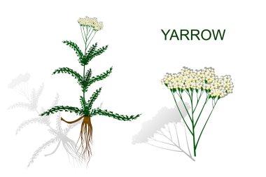 civanperçemi, milfoil. bitkisel ilaçlar.