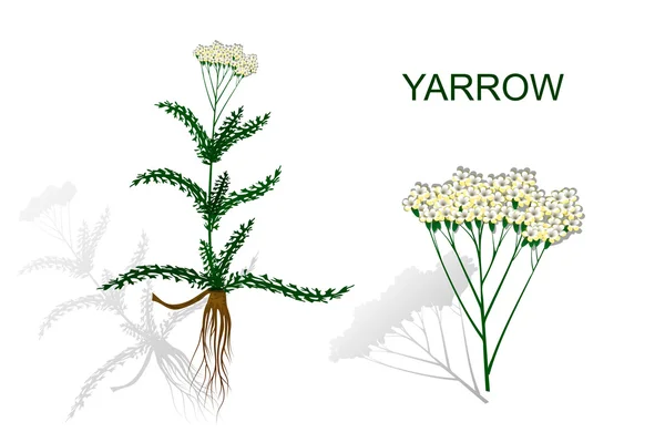 Yarrow, Milfoil. medicamentos a base de hierbas . — Vector de stock
