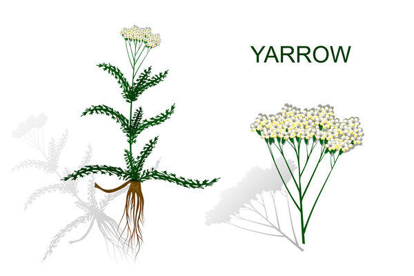 yarrow, milfoil. herbal medicines.
