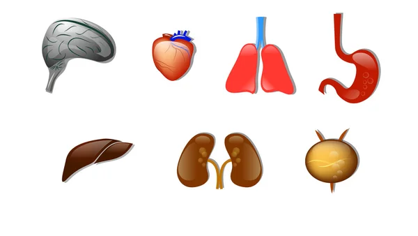 Human organs. icons — 图库矢量图片