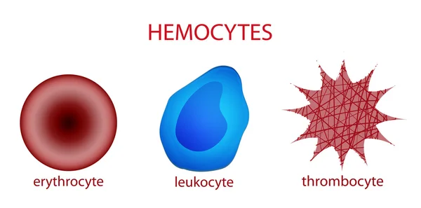 Bloedlichaampjes. Erytrocyten, leukocyten, bloedplaatjes — Stockvector