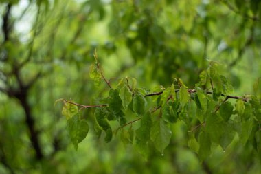 Apricot tree after the rain