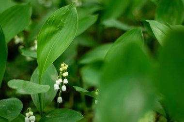Lily of the valley in the garden on the green background