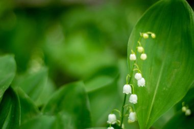 Lily of the valley in the garden on the green background