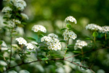 Bush of white alyssum flowers