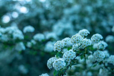 Bush of white alyssum flowers