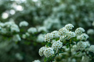 Bush of white alyssum flowers