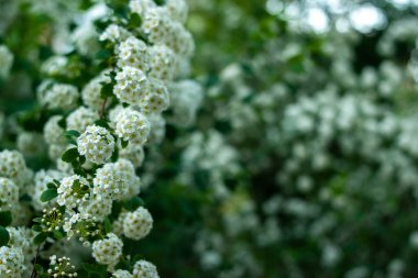 Bush of white alyssum flowers