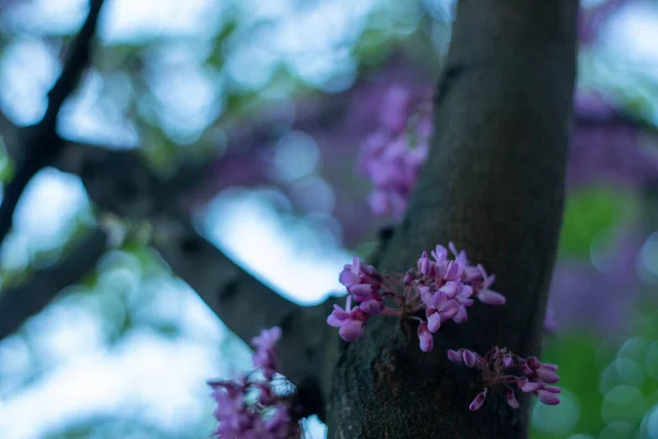 Violet Eastern Redbud Cercis Canadensis Tree — Foto Stock