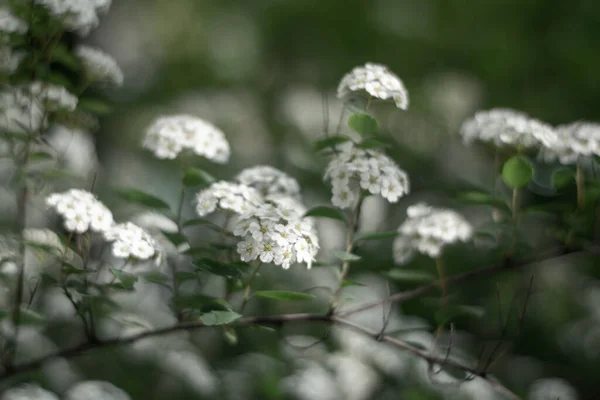 Krzew Biały Alyssum Kwiaty — Zdjęcie stockowe