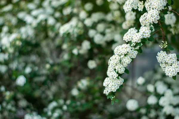 Bush White Alyssum Flowers — Stock Fotó