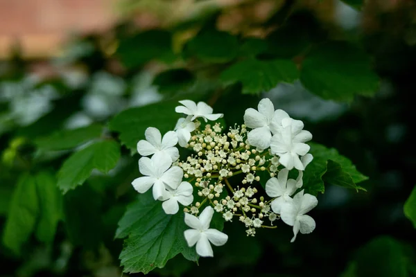 Krzew Biały Alyssum Kwiaty — Zdjęcie stockowe