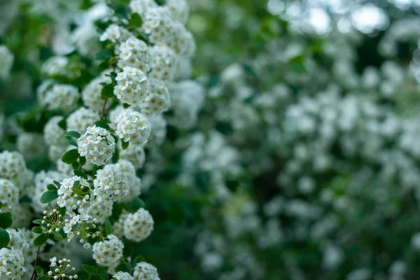 Bush White Alyssum Flowers — Φωτογραφία Αρχείου