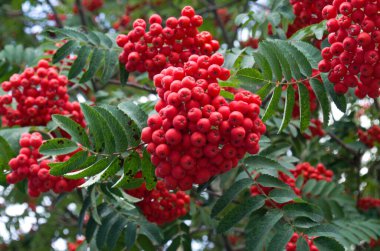 Ağaçtaki kırmızı meyveler