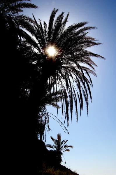 Oasis dans le désert — Photo