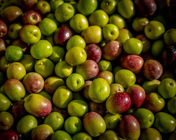 zeytin yeşili ve kırmızı çeşitli olgunluklar