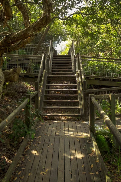 Wooden Staircase on Wooden Path in Beach Dune at Coolum Queensland Australia