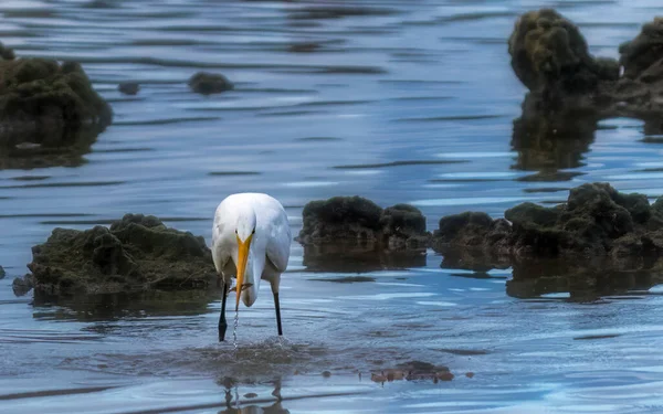 Egret Catching Small Fish Wamberal Lagoon Central Coast Nsw Australia — ストック写真