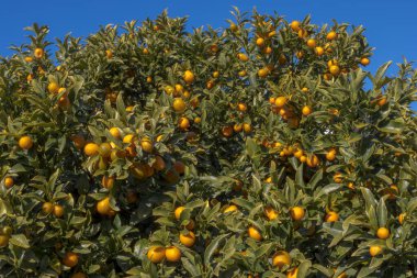 Olgun Kumsallar Ağacı Kaplıyor