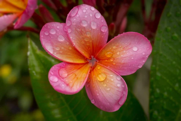 Pembe Frangipani 'nin Macro Yakın Çekimi