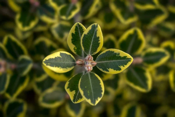 Желто Зеленый Leaf — стоковое фото