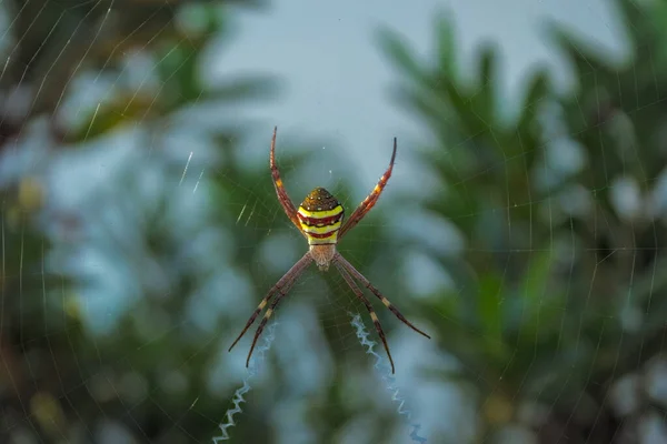 在一个多姿多彩的圣安德鲁斯十字蜘蛛网的近景 — 图库照片