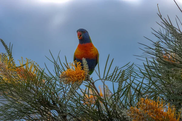 Grevillea Ağacı 'nda gökkuşağı lorisi
