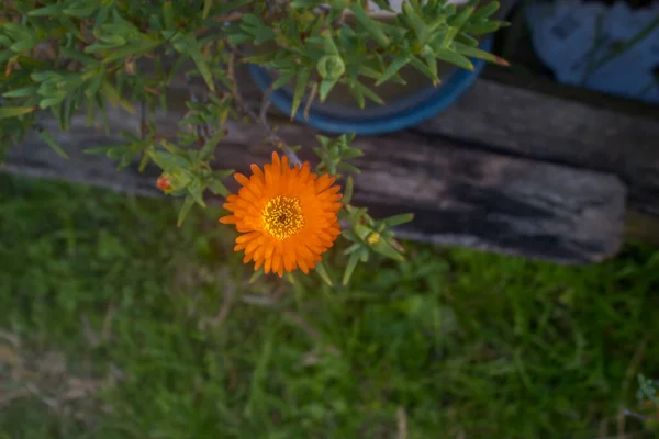 Bokeh Λουλούδι Πορτοκαλί Πρώτη Μπλουμ — Φωτογραφία Αρχείου