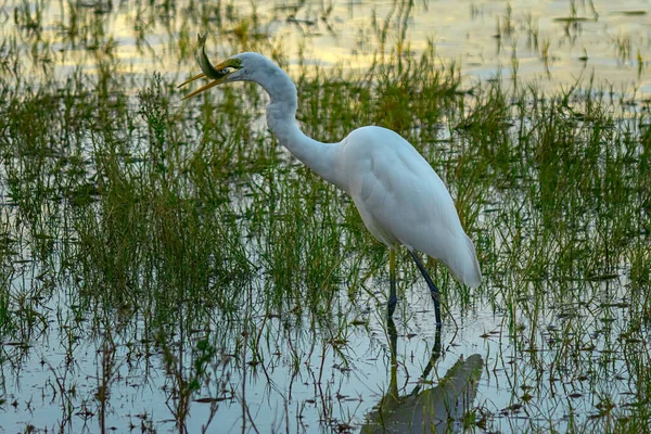 Silberreiher Beim Abendessen Der Lagune Vor Sonnenuntergang — Stockfoto