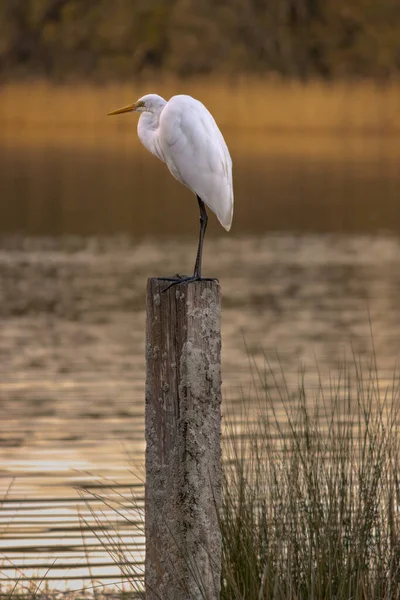 Egret Sitter Stolpe Wamberal Lagoon Nsw Australien — Stockfoto